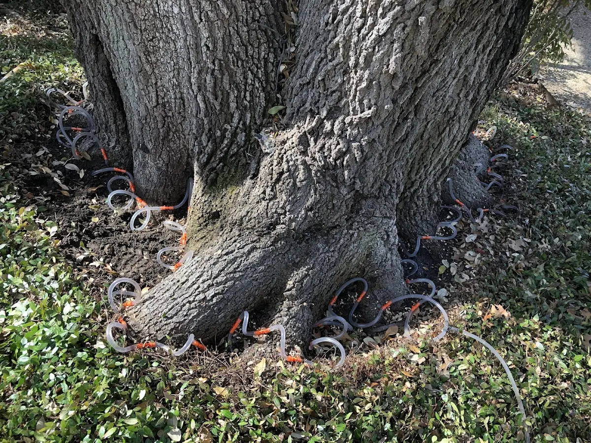 Detailed Shrub and Hedge Trimming job site in De Soto
