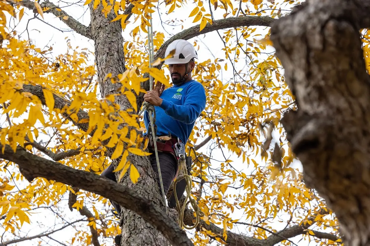 Skilled Storm Damage Cleanup crew working in De Soto