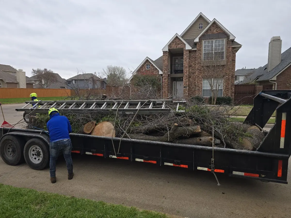 Expert Tree Removal with proper safety equipment in De Soto